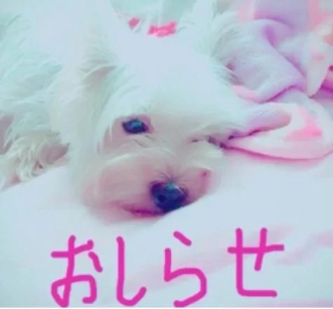 SC可愛い子厳選！配信&amp;自撮りset