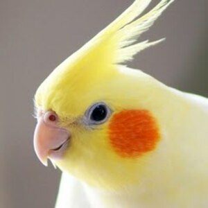 投稿作品Cこちらは未出品、初出品です